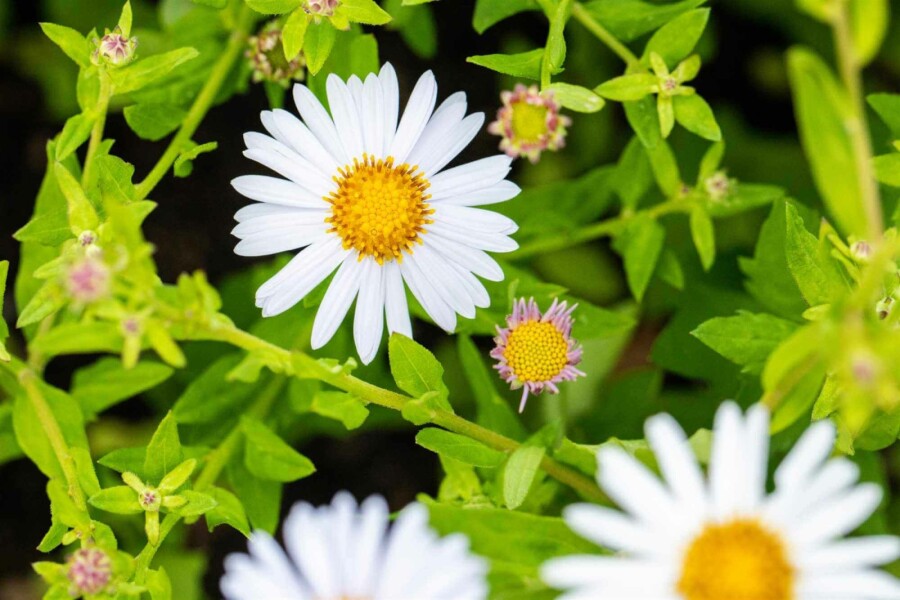 Großblütige Schönaster Kalimeris incisa 'Madiva' 5-10 Topf P9 Kalimeris incisa 'Madiva'