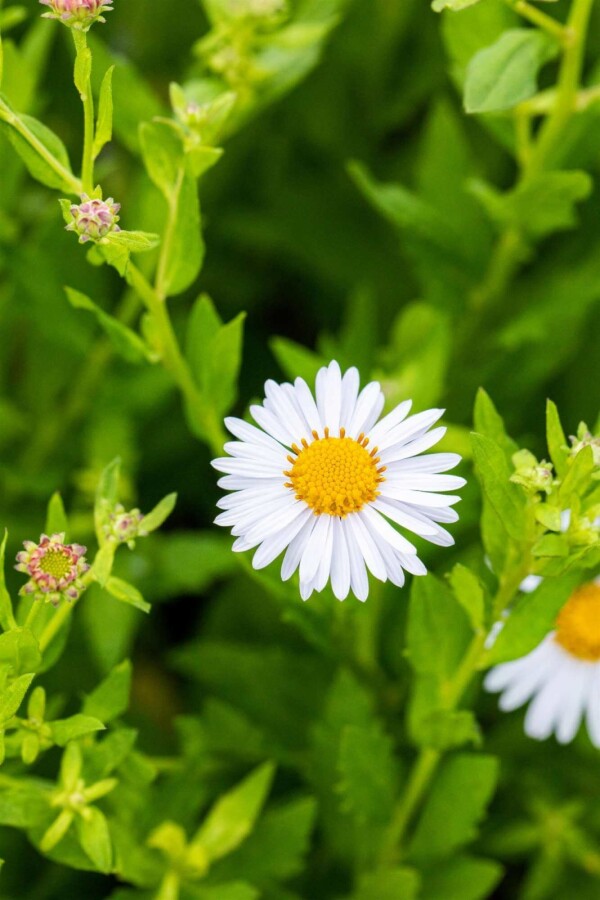 Großblütige Schönaster Kalimeris incisa 'Madiva' 5-10 Topf P9 Kalimeris incisa 'Madiva'