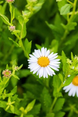 Großblütige Schönaster Kalimeris incisa 'Madiva' 5-10 Topf P9 Kalimeris incisa 'Madiva'