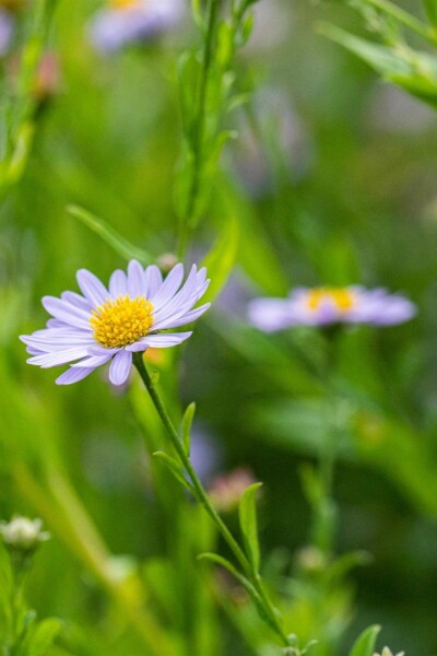 Schönaster Kalimeris incisa 5-10 Topf P9 Kalimeris incisa