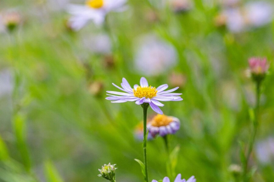 Schönaster Kalimeris incisa 5-10 Topf P9 Kalimeris incisa