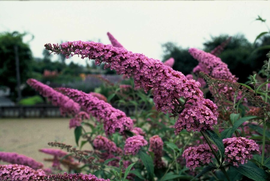 Schmetterlingsflieder 'Pink Delight' Buddleja davidii 'Pink Delight' strauch 30-40 C2 Buddleja davidii 'Pink Delight' Strauch 30-40 cm