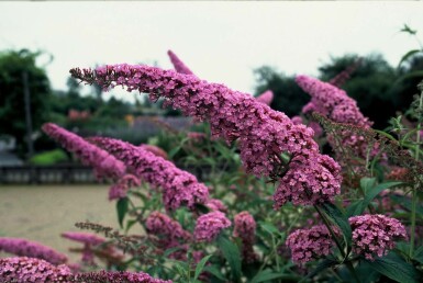Schmetterlingsflieder BuddleJa davidii 'Pink Delight' Topf Buddleja davidii 'Pink Delight' Strauch