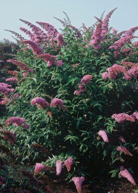 Schmetterlingsflieder 'Pink Delight' Buddleja davidii 'Pink Delight' strauch 30-40 C2 Buddleja davidii 'Pink Delight' Strauch 30-40 cm