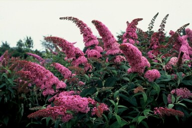 Schmetterlingsflieder 'Pink Delight' Buddleja davidii 'Pink Delight' strauch 30-40 C2 Buddleja davidii 'Pink Delight' Strauch 30-40 cm