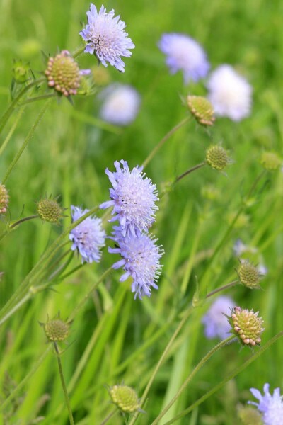 Acker-Witwenblume Knautia arvensis 5-10 Topf P9 Knautia arvensis