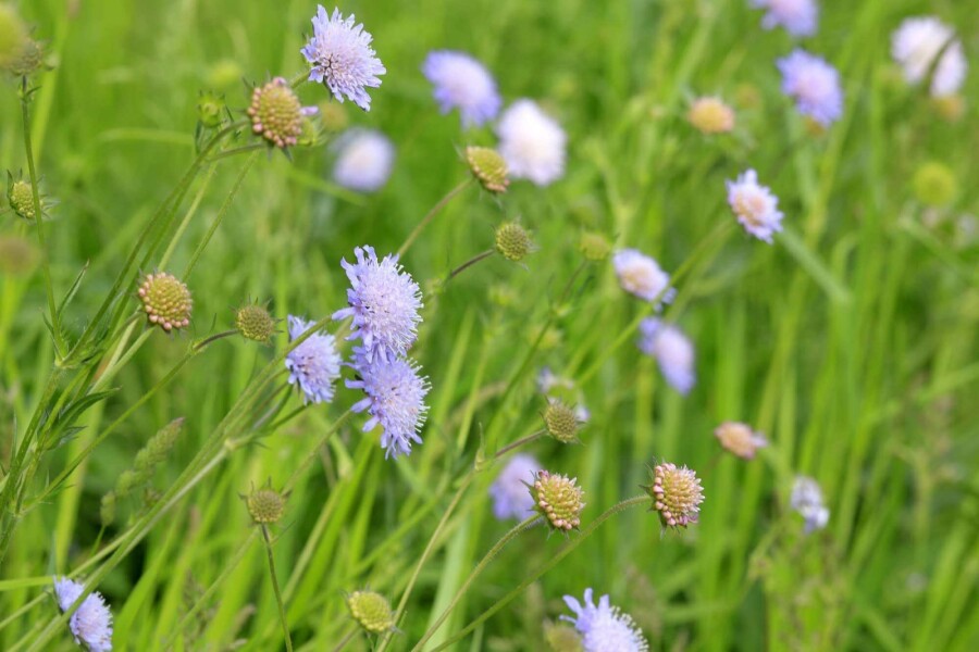 Acker-Witwenblume Knautia arvensis 5-10 Topf P9 Knautia arvensis