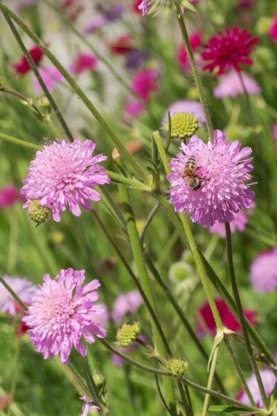 Mazedonische witwenblume Knautia macedonica 'Melton Pastels' 5-10 Topf P9 Knautia macedonica 'Melton Pastels'