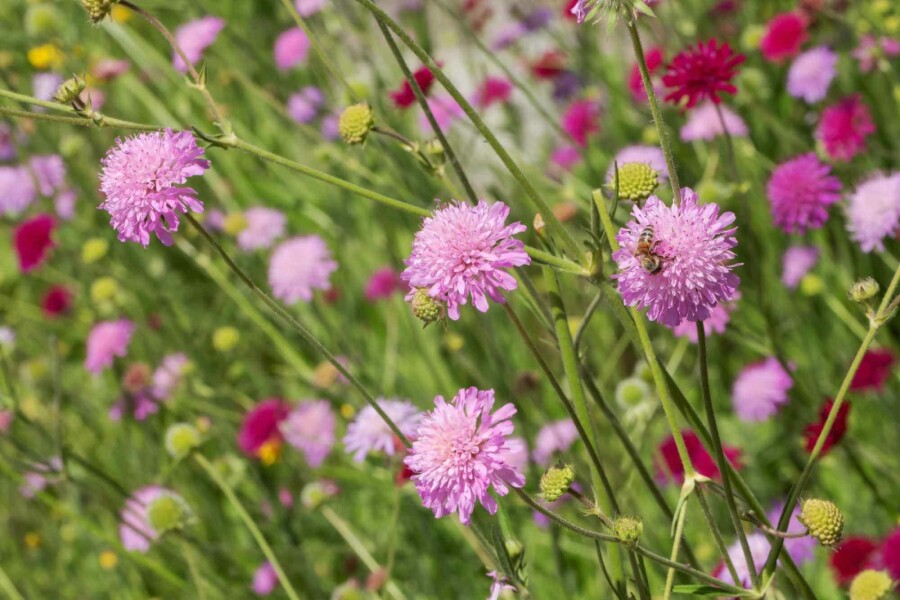 Mazedonische witwenblume Knautia macedonica 'Melton Pastels' 5-10 Topf P9 Knautia macedonica 'Melton Pastels'
