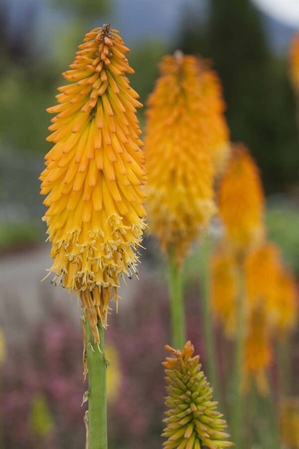 Fackellilie Kniphofia uvaria 'Mango Popsicle' 5-10 Topf P9 Kniphofia uvaria 'Mango Popsicle'