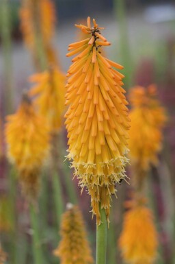 Fackellilie Kniphofia uvaria 'Mango Popsicle' 5-10 Topf P9 Kniphofia uvaria 'Mango Popsicle'