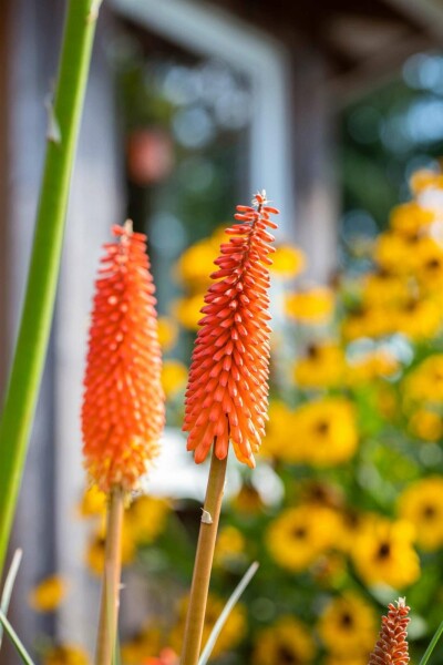 Fackellilie Kniphofia uvaria 5-10 Topf P9 Kniphofia uvaria