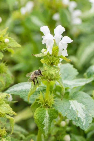 Weiße taubnessel Lamium album 5-10 Topf P9 Lamium album