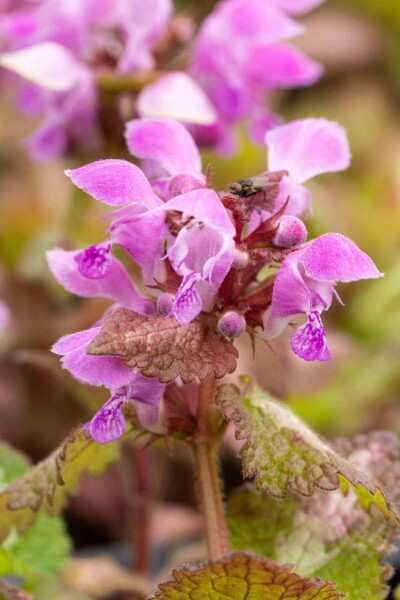 Gefleckte taubnessel Lamium maculatum 5-10 Topf P9 Lamium maculatum