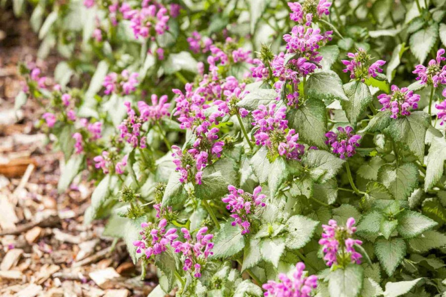 Gefleckte taubnessel Lamium maculatum 5-10 Topf P9 Lamium maculatum