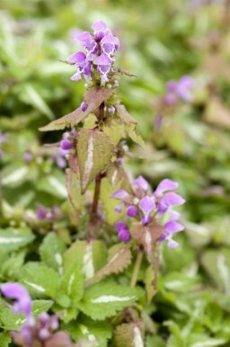 Gefleckte taubnessel Lamium maculatum 5-10 Topf P9 Lamium maculatum