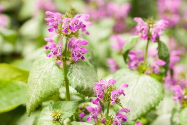 Gefleckte taubnessel Lamium maculatum 5-10 Topf P9 Lamium maculatum