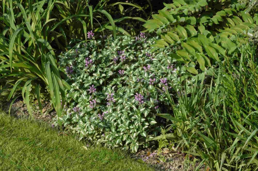 Gefleckte taubnessel Lamium maculatum 'Roseum' 5-10 Topf P9 Lamium maculatum 'Roseum'