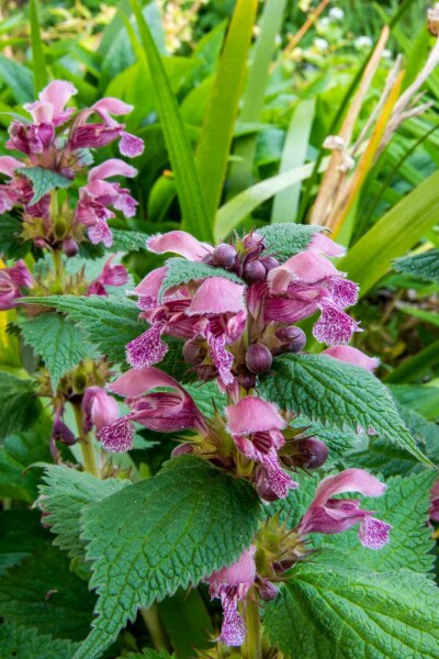 Taubnessel Lamium orvala 5-10 Topf P9 Lamium orvala