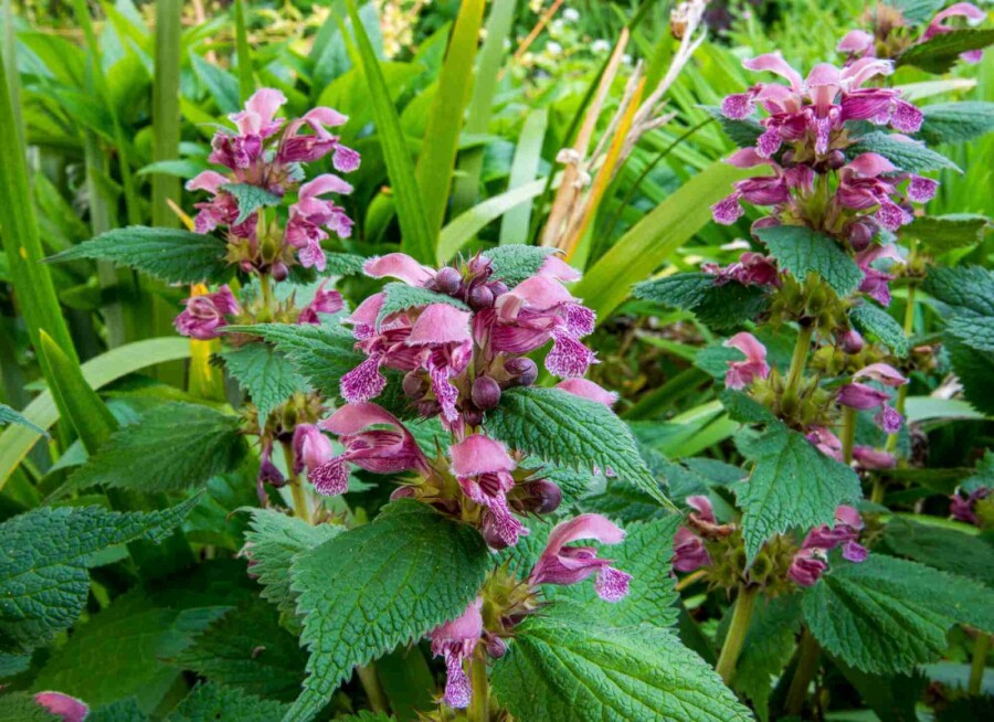 Taubnessel Lamium orvala 5-10 Topf P9 Lamium orvala