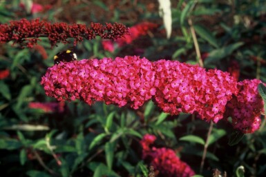 Schmetterlingsstrauch BuddleJa davidii 'Royal Red' Topf Buddleja davidii 'Royal Red' Strauch