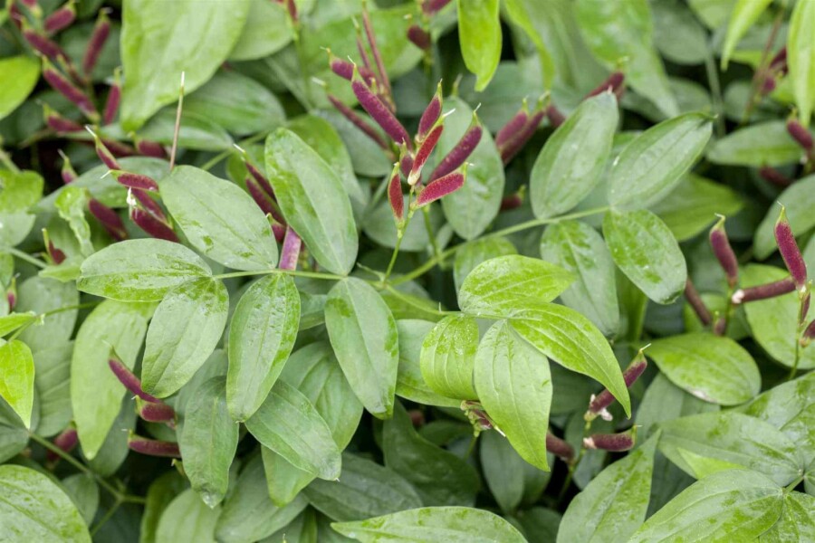 Frühlingswicke Lathyrus vernus 5-10 Topf P9 Lathyrus vernus