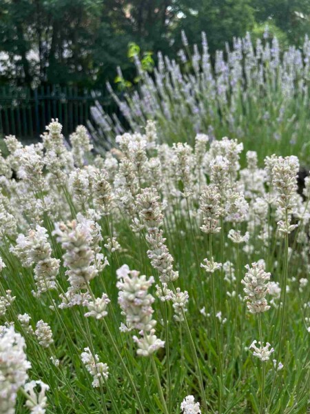 Lavendel Lavandula angustifolia 'Edelweiss' 5-10 Topf P9 Lavandula angustifolia 'Edelweiss'