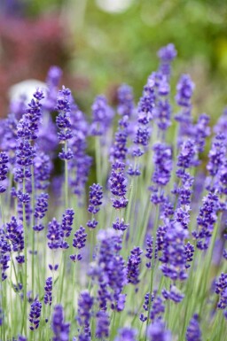 Lavendel Lavandula angustifolia 5-10 Topf P9 Lavandula angustifolia
