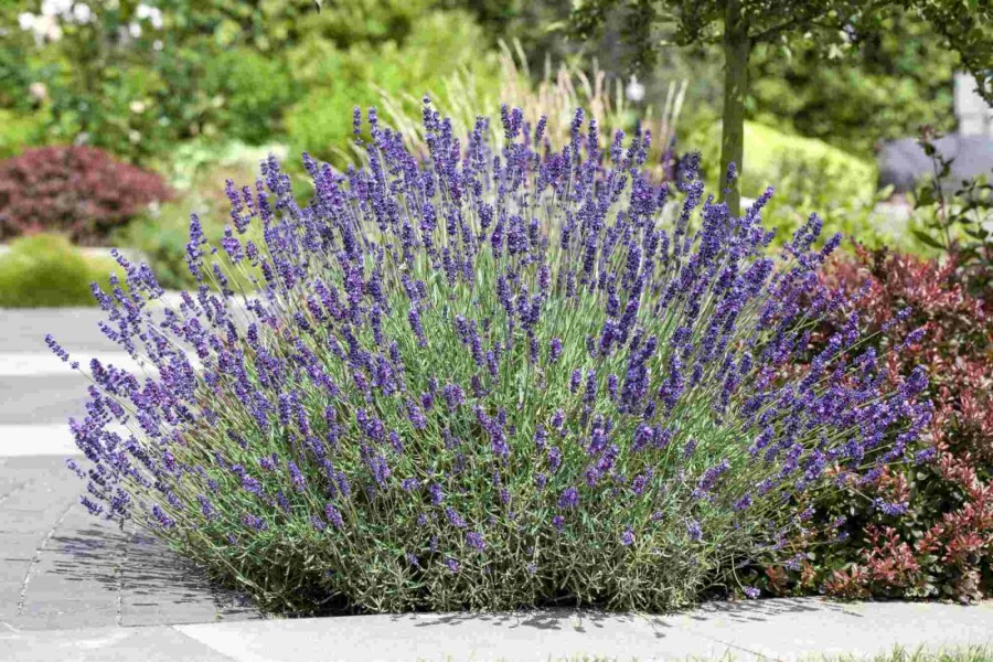 Lavendel Lavandula angustifolia 5-10 Topf P9 Lavandula angustifolia