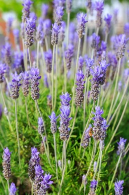 Französischer lavendel Lavandula dentata 'Royal Crown' 5-10 Topf P9 Lavandula dentata 'Royal Crown'