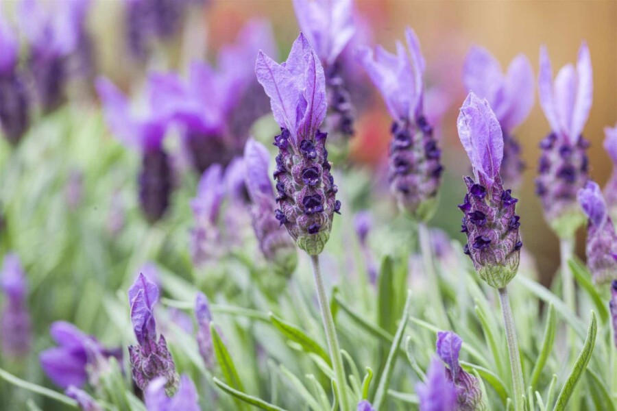 Schopflavendel Lavandula stoechas 5-10 Topf P9 Lavandula stoechas