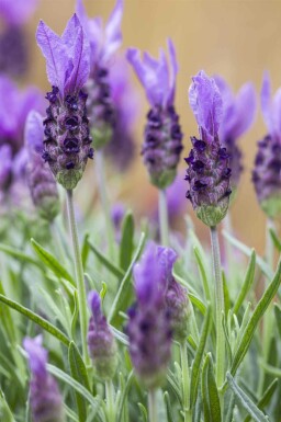 Schopflavendel Lavandula stoechas 5-10 Topf P9 Lavandula stoechas