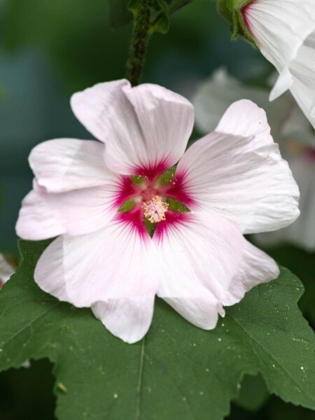 Buschmalve Lavatera olbia 'Blushing Bride' 5-10 Topf P9 Lavatera olbia 'Blushing Bride'