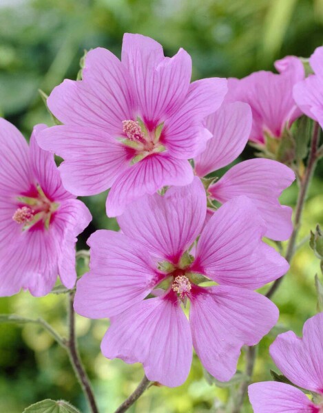 Buschmalve Lavatera olbia 'Bredon Springs' 5-10 Topf P9 Lavatera olbia 'Bredon Springs'