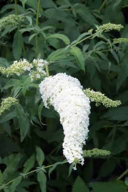Schmetterlingsflieder 'White Profusion' Buddleja davidii 'White Profusion' strauch 30-40 C2 Buddleja davidii 'White Profusion' Strauch 30-40 cm