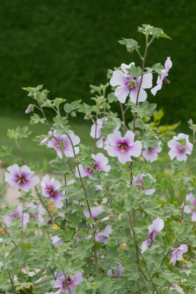 Strauchmalve Lavatera maritima 5-10 Topf P9 Lavatera maritima