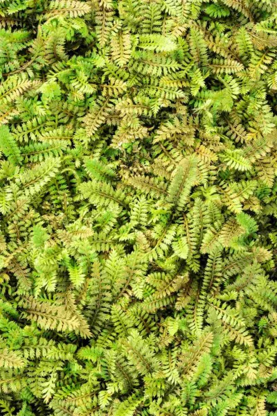 Kleinblättriges leptinella Leptinella potentillina 5-10 Topf P9 Leptinella potentillina