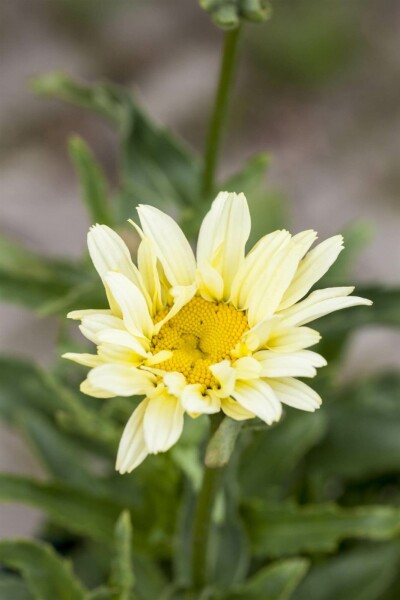 Margerite Leucanthemum superbum 'Banana Cream' 5-10 Topf P9 Leucanthemum superbum 'Banana Cream'