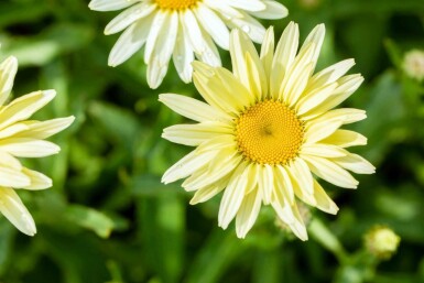 Margerite Leucanthemum superbum 'Banana Cream' 5-10 Topf P9 Leucanthemum superbum 'Banana Cream'