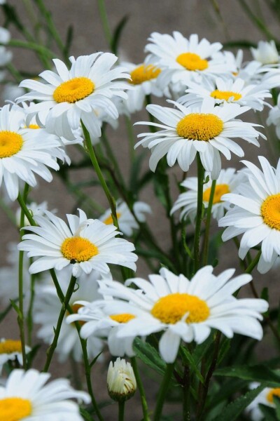 Margerite Leucanthemum superbum 'Becky' 5-10 Topf P9 Leucanthemum superbum 'Becky'