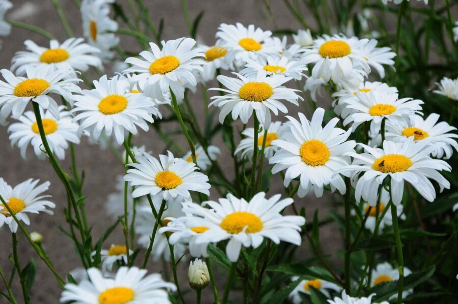 Margerite Leucanthemum superbum 'Becky' 5-10 Topf P9 Leucanthemum superbum 'Becky'