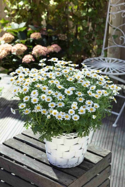 Margerite Leucanthemum vulgare 5-10 Topf P9 Leucanthemum vulgare