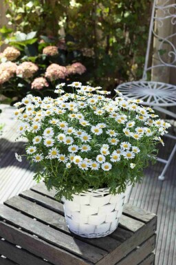 Margerite Leucanthemum vulgare 5-10 Topf P9 Leucanthemum vulgare