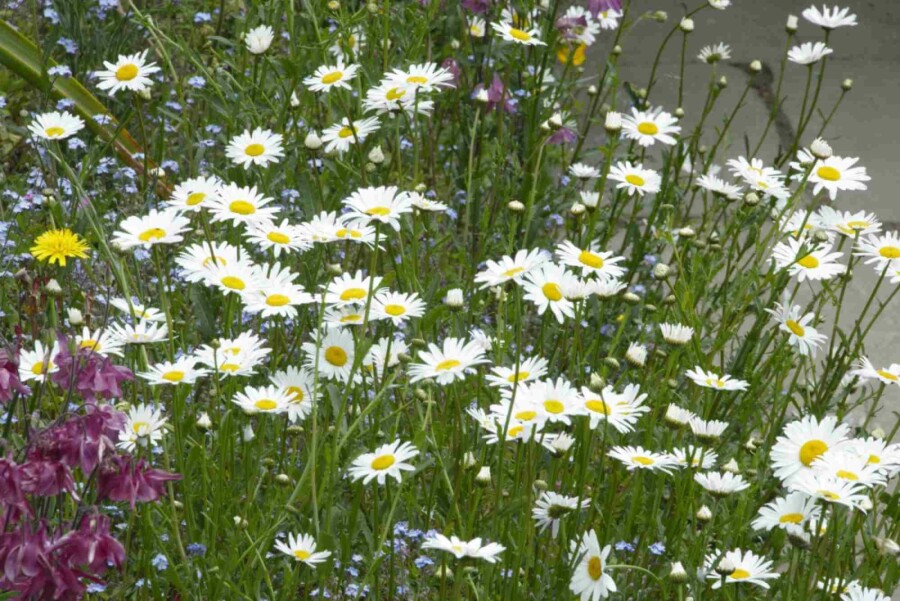 Margerite Leucanthemum vulgare 5-10 Topf P9 Leucanthemum vulgare