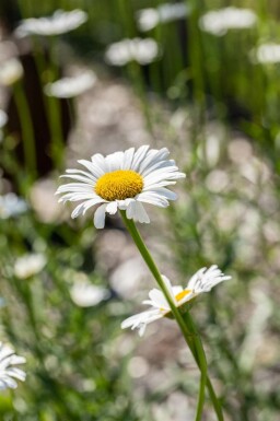 Margerite Leucanthemum vulgare 5-10 Topf P9 Leucanthemum vulgare