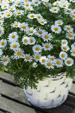 Margerite Leucanthemum vulgare 5-10 Topf P9 Leucanthemum vulgare