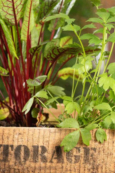 Liebstöckel Levisticum officinale 5-10 Topf P9 Levisticum officinale