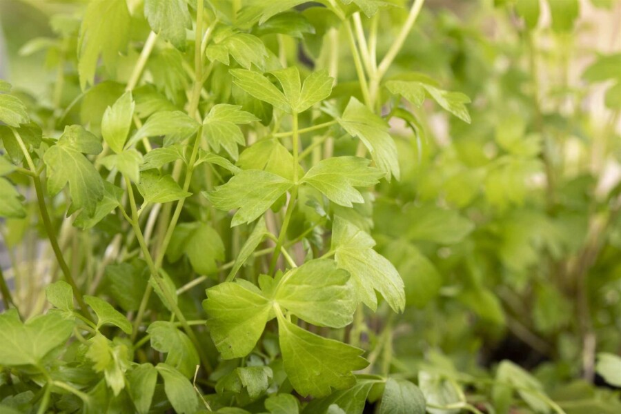 Liebstöckel Levisticum officinale 5-10 Topf P9 Levisticum officinale