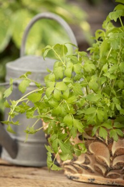 Liebstöckel Levisticum officinale 5-10 Topf P9 Levisticum officinale