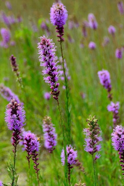 Prachtscharte Liatris pycnostachya 5-10 Topf P9 Liatris pycnostachya